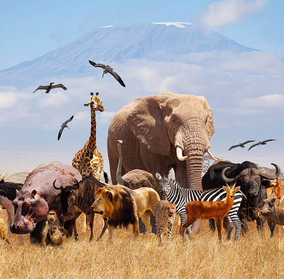 African safari wildlife