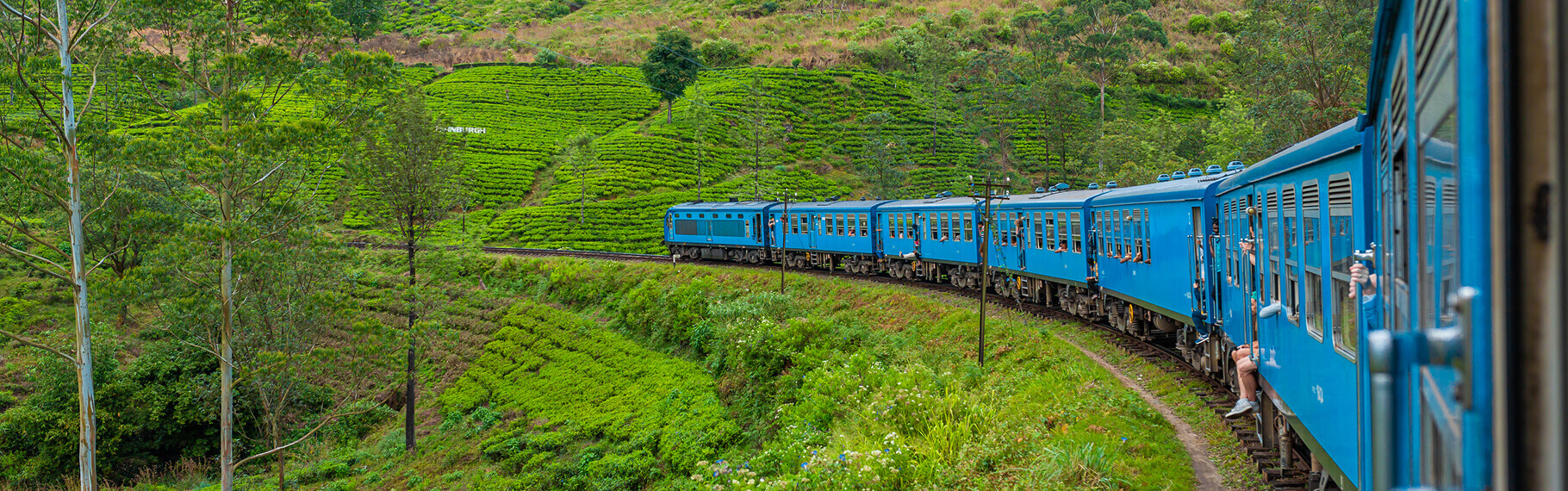 Train traveling through green tea plantations