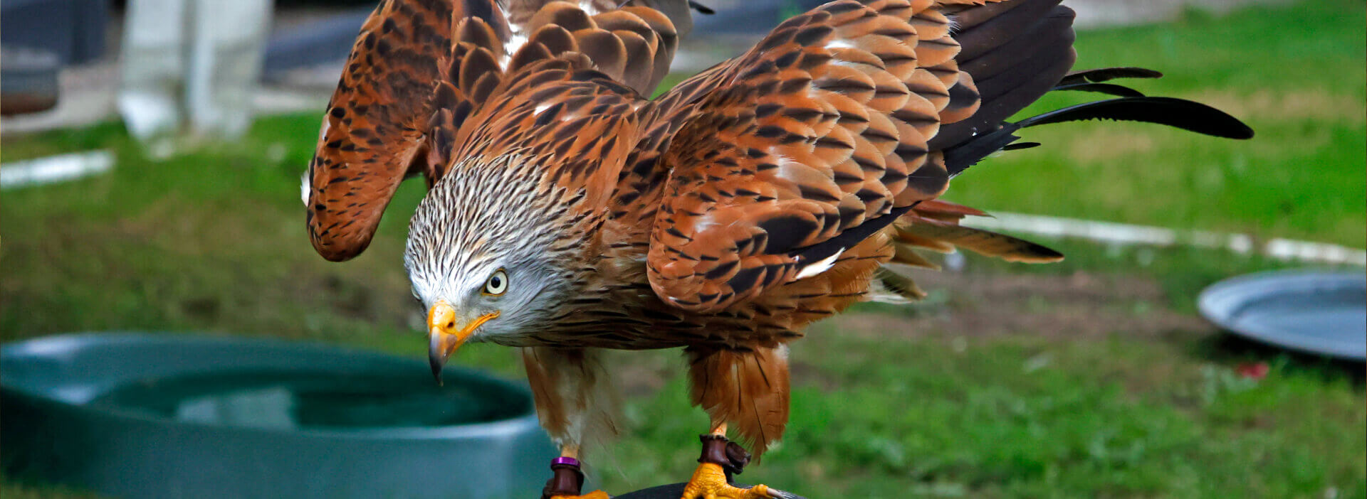 Falcon Shows