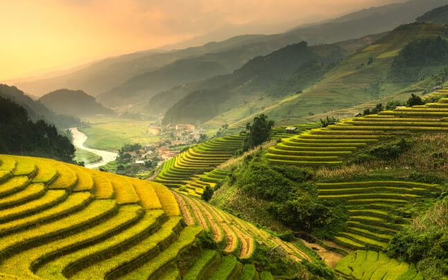 Terraced rice field landscape