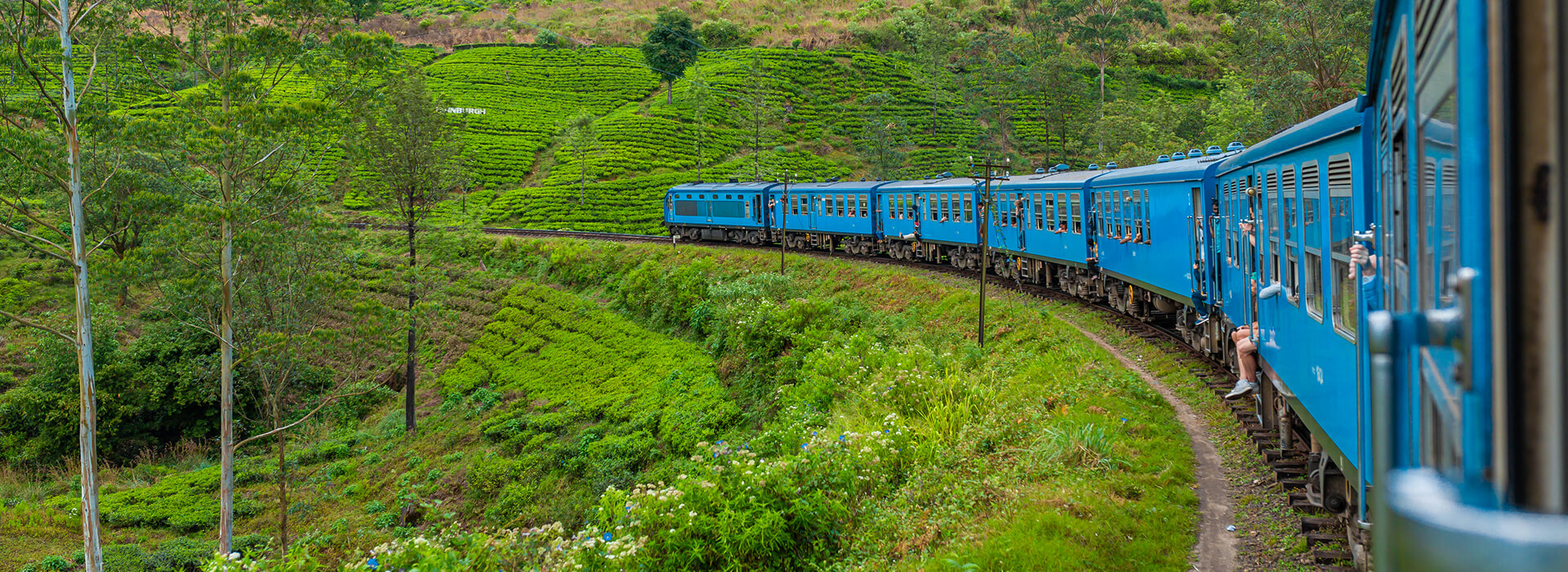 Train traveling through green tea plantations
