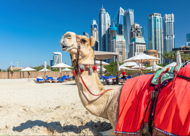 Camel on Dubai beach with city skyline